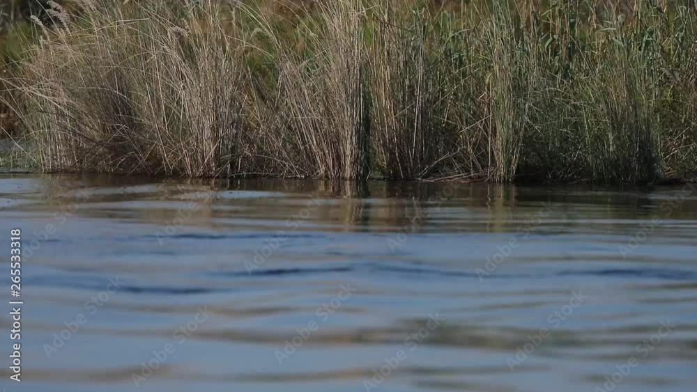 Hippo swimming and diving in Chobe River Botswana Hippo swimming and diving in Chobe River Botswana