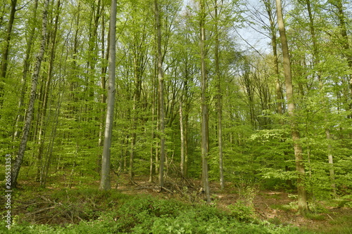 Végétation dense autour des hêtres du bois des Capucins à Tervuren