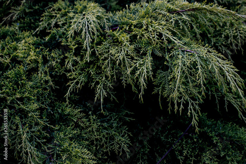 nature19