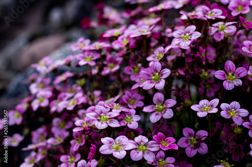 nature19