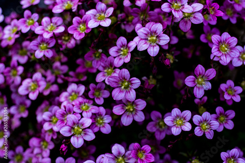 nature19
