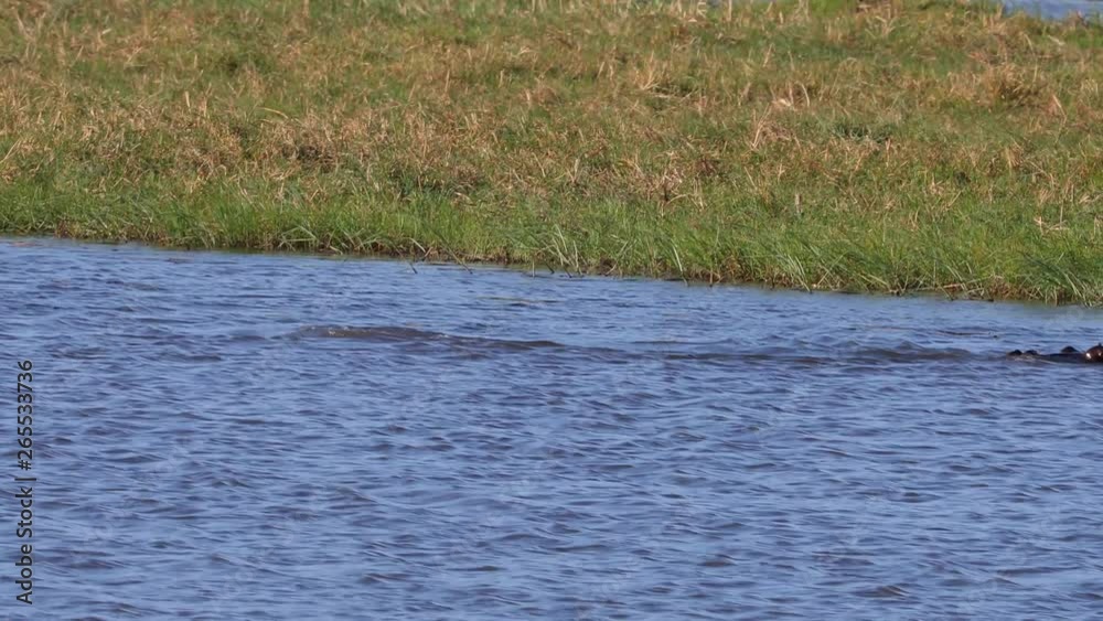 Hippo swimming and diving in Chobe River Botswana Hippo swimming and diving in Chobe River Botswana