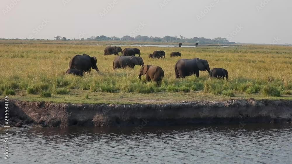 Elephant feeding on grass along Chobe River Front in Chobe National Park Botswana Elephant feeding on grass along Chobe River Front in Chobe National Park Botswana