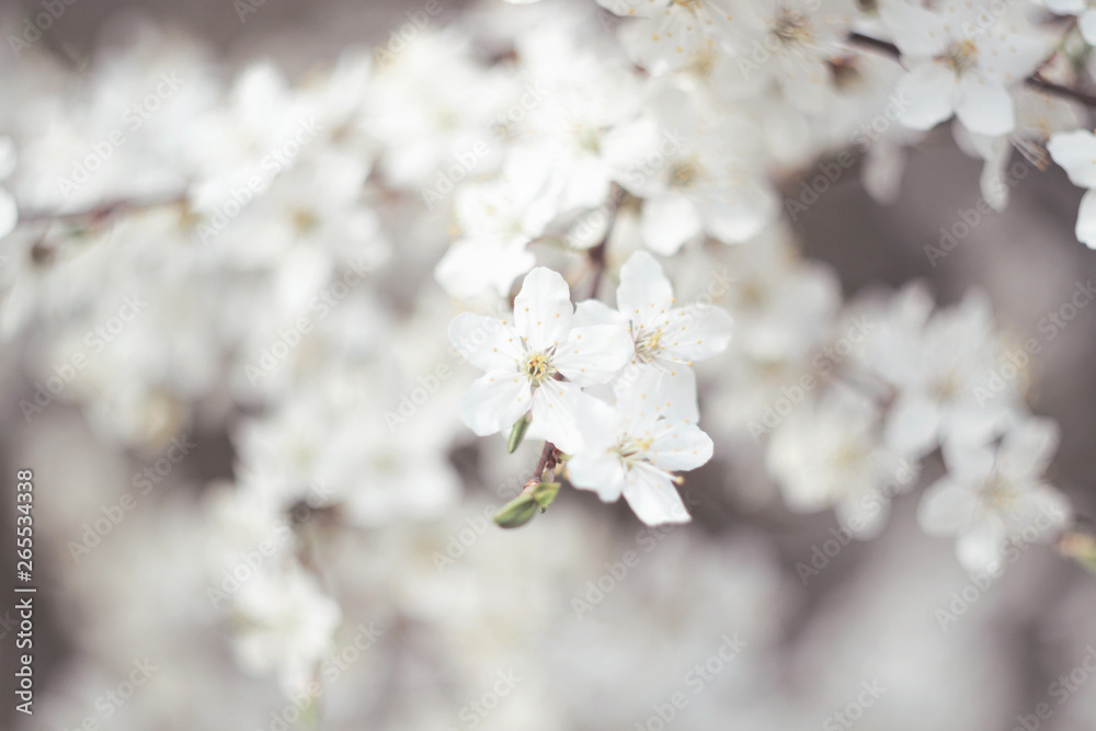 White cherry plum flowers background