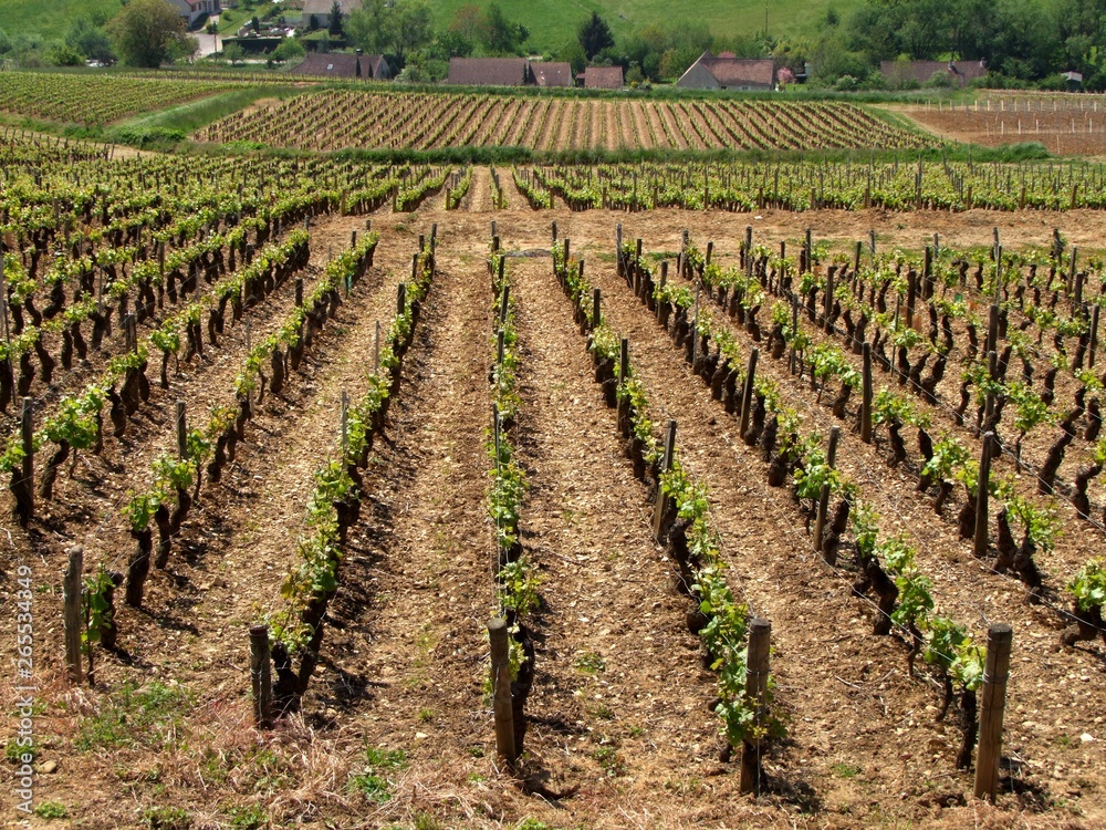 Vignoble de la Côte Chalonnaise au printemps.