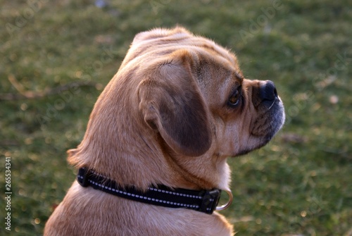 Profil de puggle.