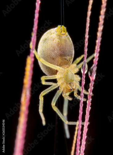 Nigma puella spider posing on wheat spike photo