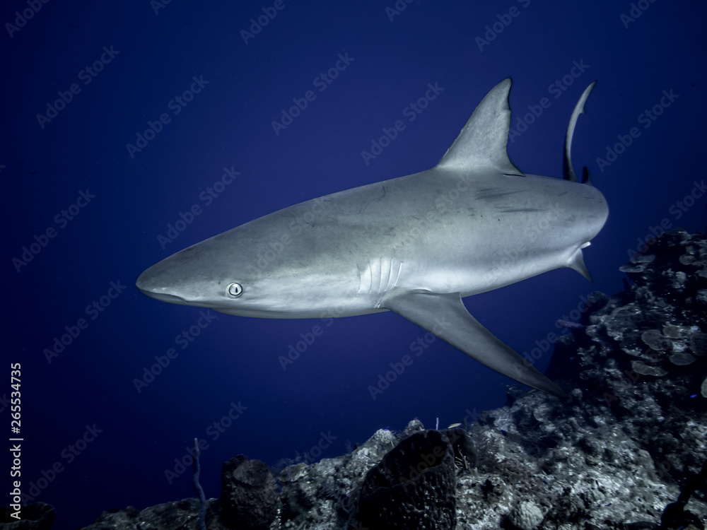 Fototapeta premium Caribbean Reef Shark