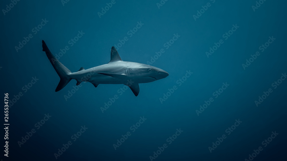 Caribbean Reef Shark Caribbean Reef Shark