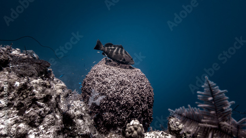Grouper Cleaning Station