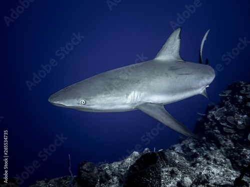 Caribbean Reef Shark