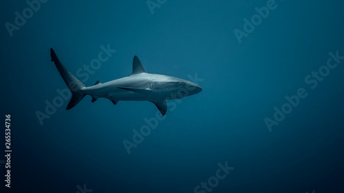 Caribbean Reef Shark