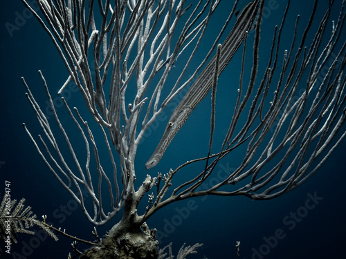Hiding Trumpetfish
