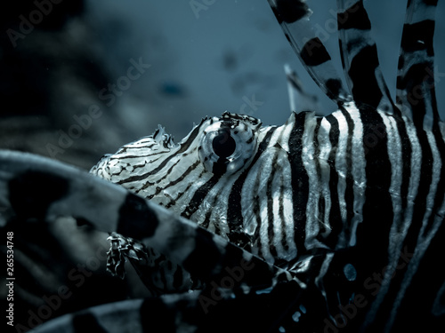 Deep Sea Lionfish