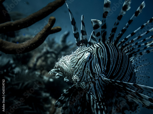 Deep Sea Lionfish