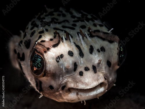 Sleepy Puffer
