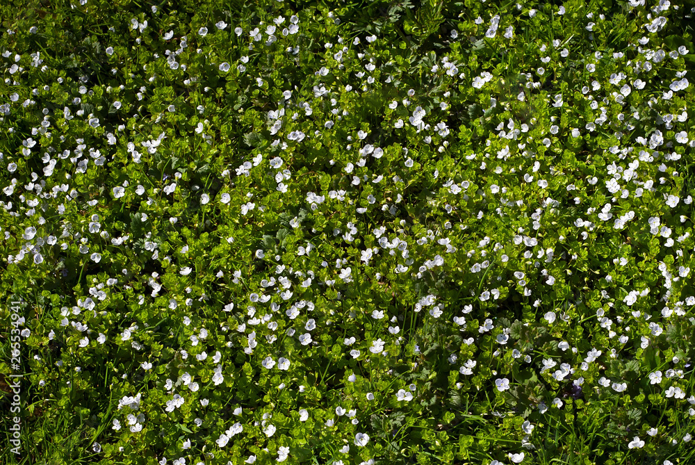 White little flowers on green grass. Many spring flowers. White little flowers on green grass. Many spring flowers.