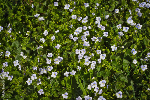 White little flowers on green grass. Many spring flowers.