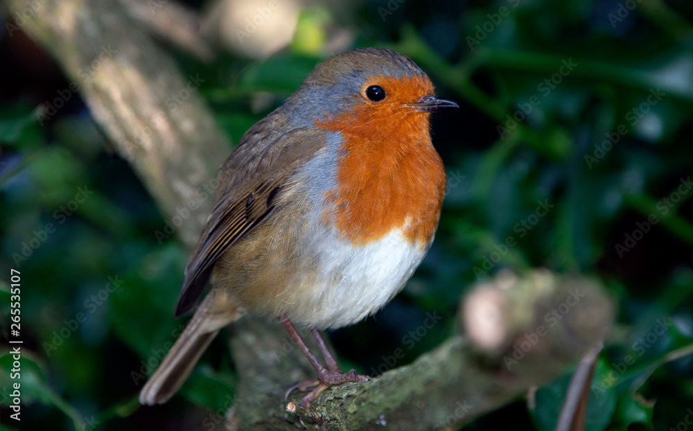 Fototapeta premium Robin