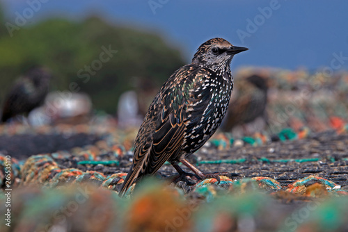 Starling photo