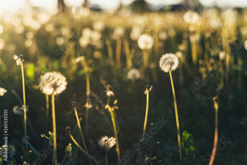 field of dandelions in the sunlight