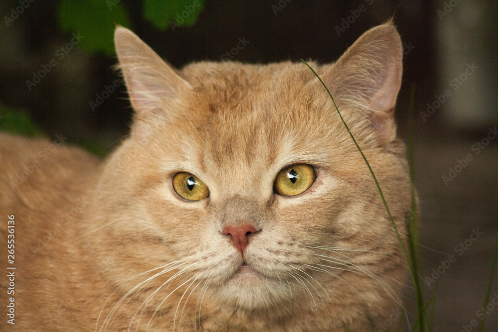 Fototapeta premium cat, animal, pet, portrait, pets, nature
