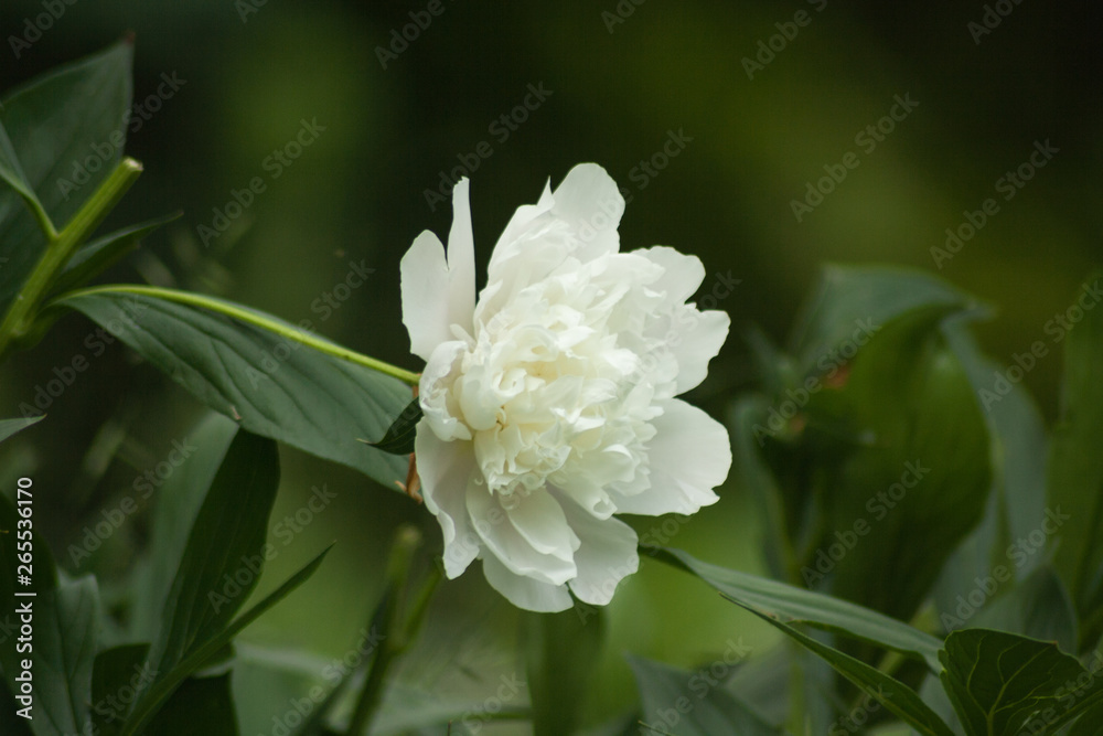 flower, white, nature, summer, flora, flowers flower, white, nature, summer, flora, flowers