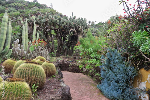 cactuses in the botanical garden of Jardín Botánico Viera y Clavijo in island of Gran Canaria photo