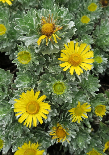 yellow flowers in the botanical garden of Jard  n Bot  nico Viera y Clavijo in island of Gran Canaria