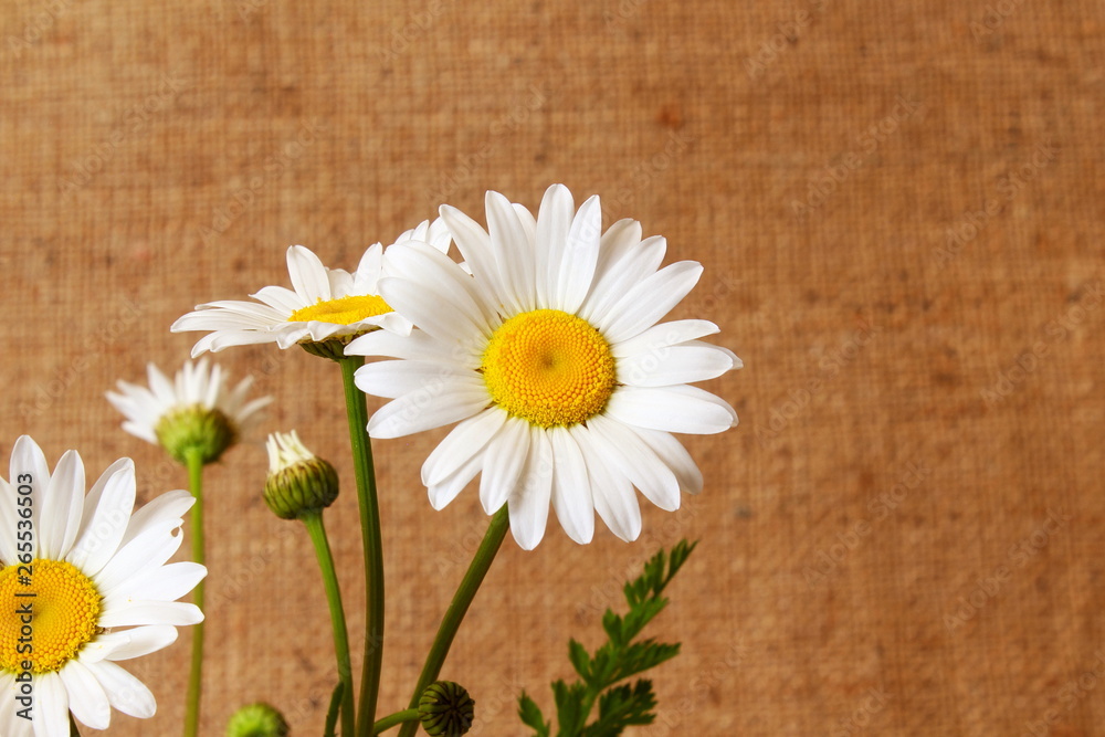Obraz premium beautiful wild daisy white flower blooming