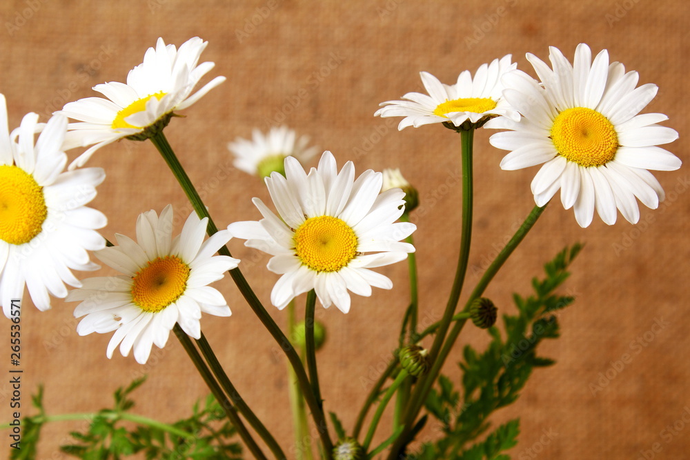 Obraz premium beautiful wild daisy white flower blooming
