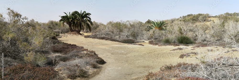 Φωτογραφία palm trees and bushes in the desert near Maspalomas on the south coast of Gran C