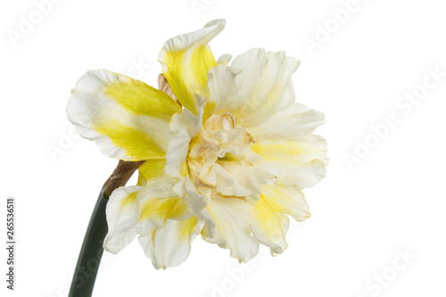 Flower of white yellow speckled narcissus isolated on white background.