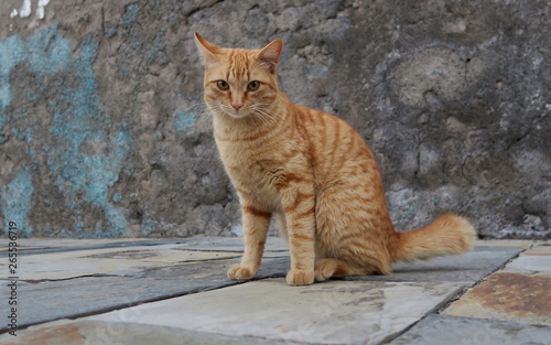 red striped cat on the street in front of a stone wall © rihas