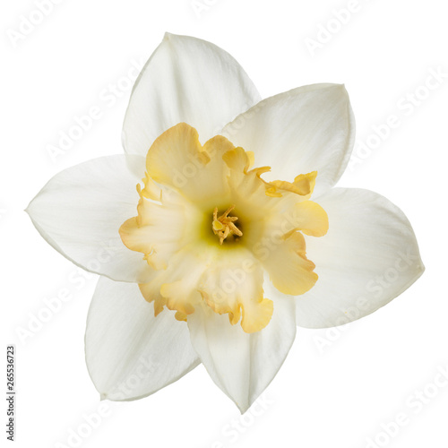Bright-flower with yellow center of narcissus Isolated on white background. photo