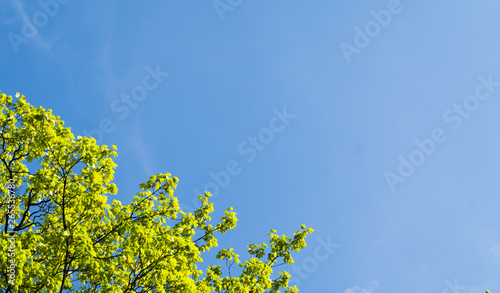 Beautiful green tree background on the blue sky