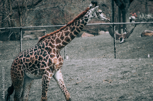 Photography giraffe in the zoo