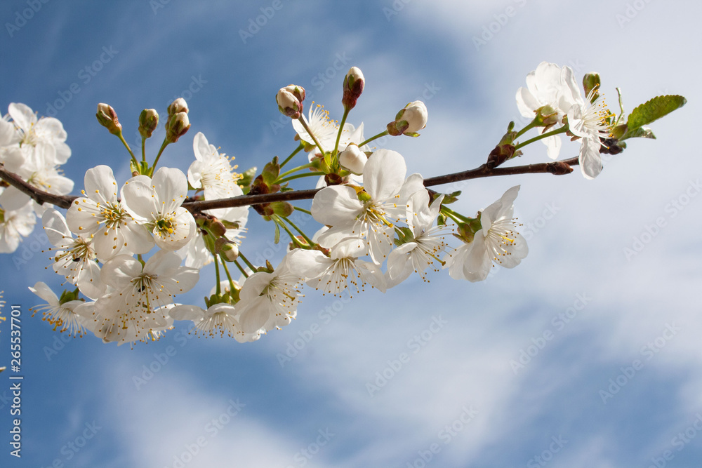 White flowers on a branch against the blue sky White flowers on a branch against the blue sky