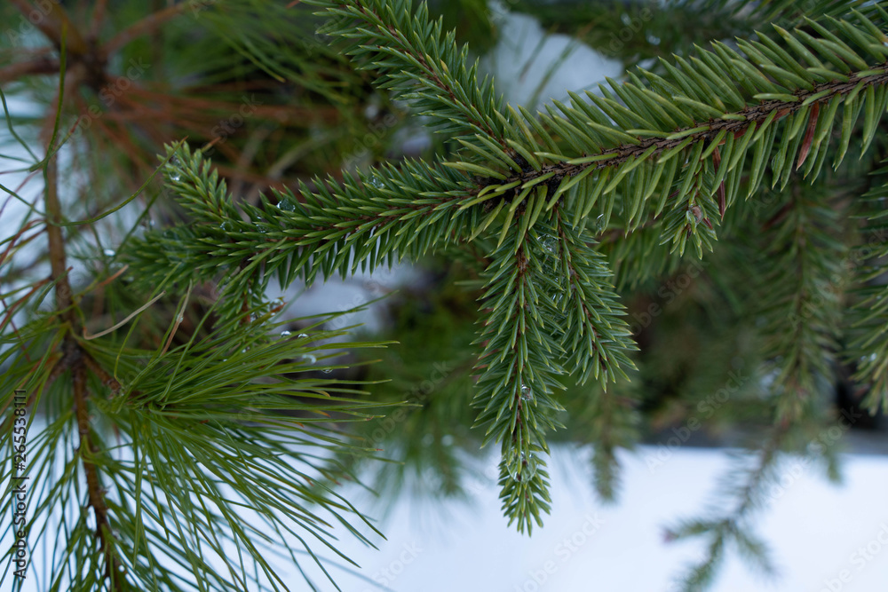 Droplets on Spruce Needles Droplets on Spruce Needles