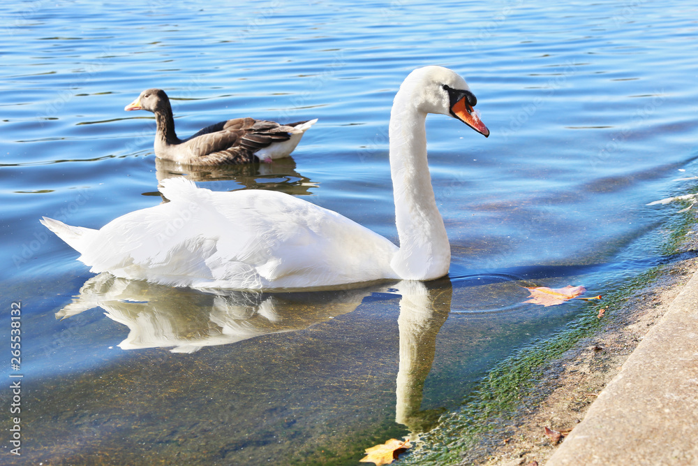 Obraz premium beautiful swan and duck inside the lake of London park United Kingdom