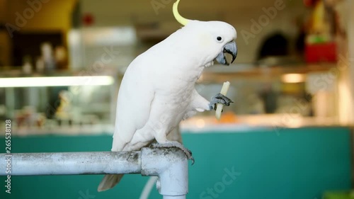 Cockatoo bird eating a hot chip at a takeaway shop photo