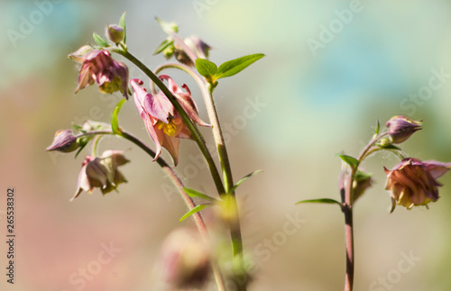 pink flowers aquilegia on a branch