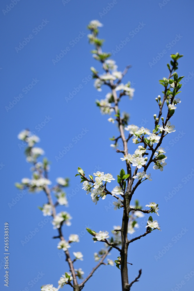 White plum flowers on a twig.