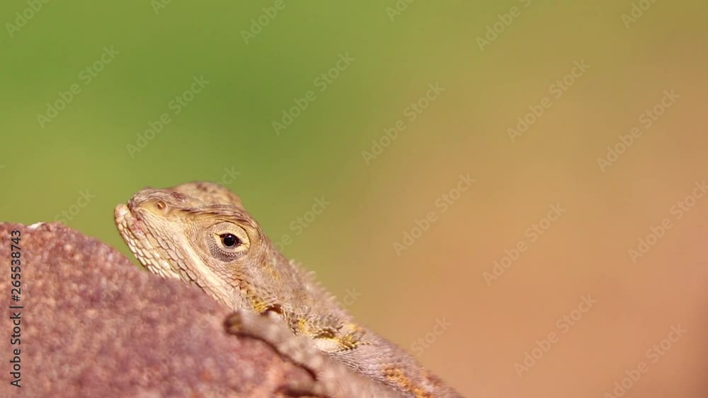HD close up video of Gecko Animal standing on the rock in Senegal, Africa. He slowly opens and closes his eyes, basking in the sun. It is wildlife reptile. HD close up video of Gecko Animal standing on the rock in Senegal, Africa. He slowly opens and closes his eyes, basking in the sun. It is wildlife reptile.