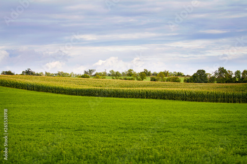 Beautiful view of a field of corn in the summer; Vibrant colors and peaceful farming landscape