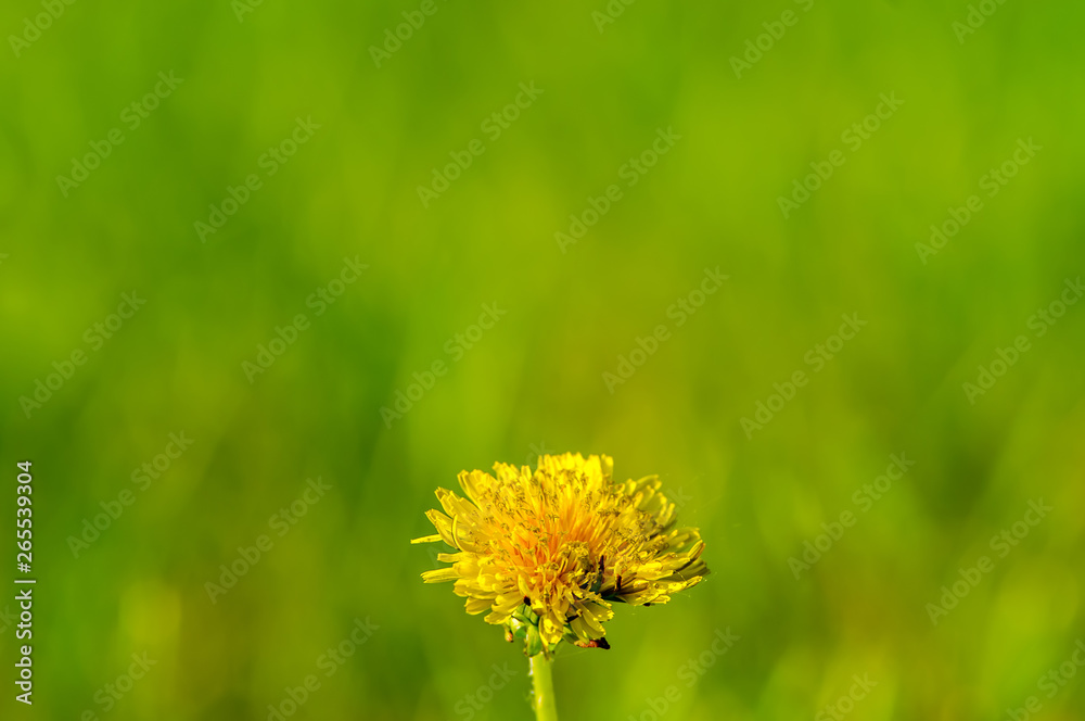 Yellow dandelion in the summer with a creamy smooth green background / bokeh