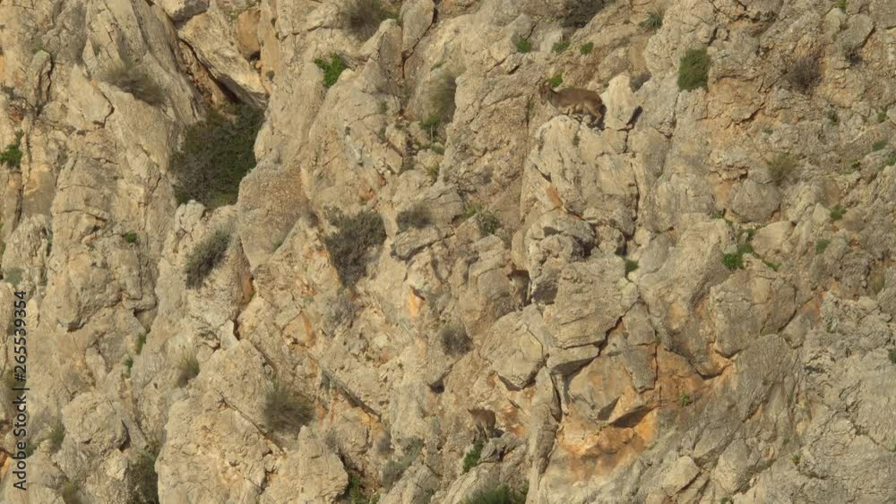 Iberian ibex female and her two youngsters walking calmly on the precipice Iberian ibex female and her two youngsters walking calmly on the precipice