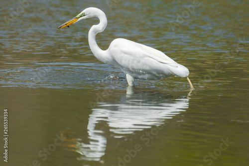 Great egret hunting and eating a in wetlands off the Minnesota River - in the Minnesota Valley National Wildlife Refuge