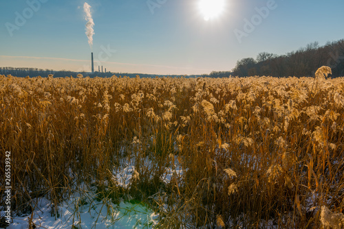 Beautiful field of golden color aquatic grasses / reeds backlit by bright sun with coal power plant in background - on the Minnesota River in the Minnesota Valley National Wildlife Refuge