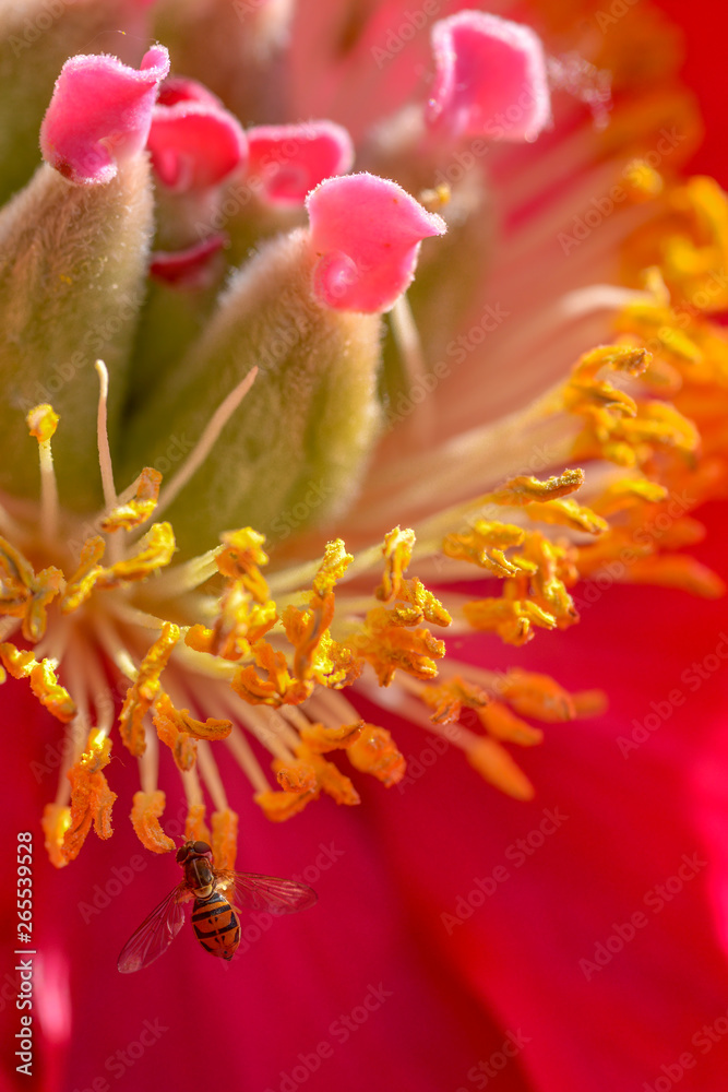 Extreme closeup macro of flower fly species on beautiful red and yellow blooming wildflower - in Minnesota Extreme closeup macro of flower fly species on beautiful red and yellow blooming wildflower - in Minnesota